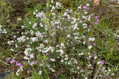 Philotheca verrucosa