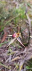 Caladenia valida