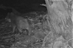 Phascolarctos cinereus victor