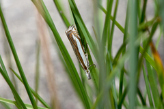 Crambus pascuella
