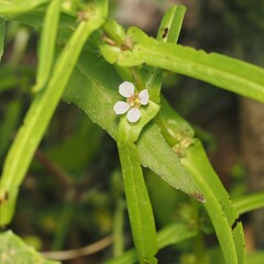 Ammannia robusta