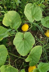 Cucumis melo agrestis