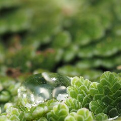 Azolla