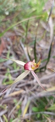 Caladenia valida