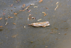 Crambus pratella