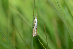 Crambus uliginosellus