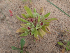 Cleretum bellidiforme