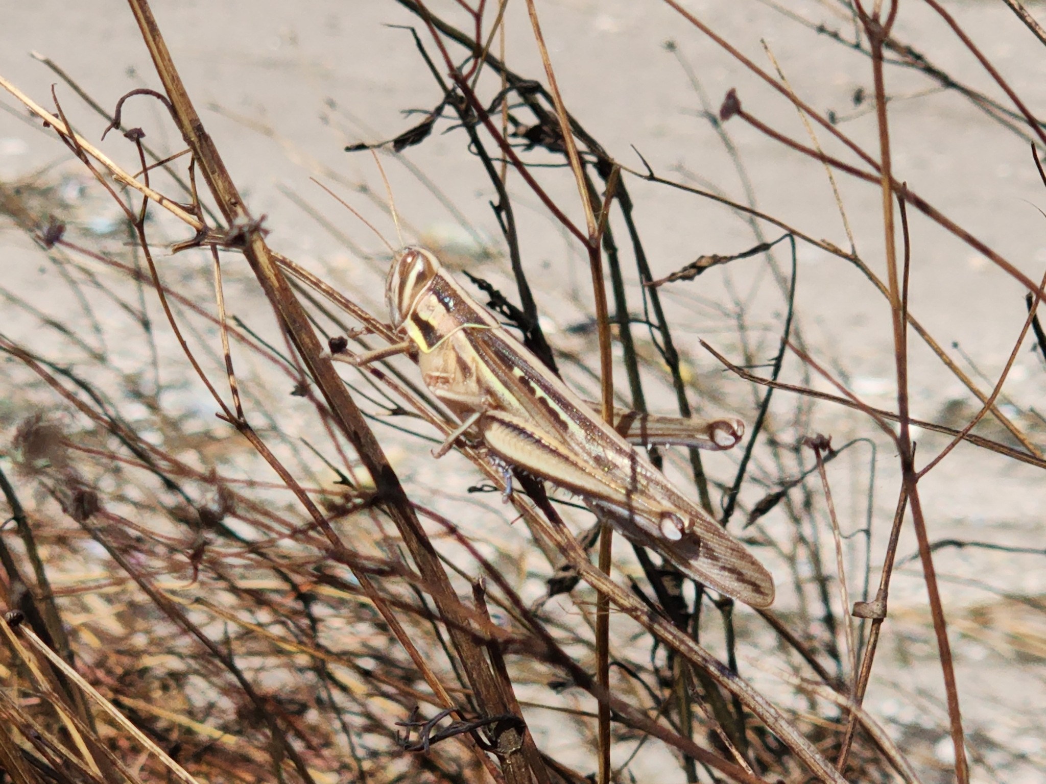 Patanga succincta (Johannson, 1763)