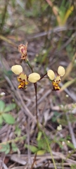 Diuris calcicola