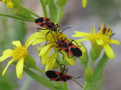 Tropidothorax leucopterus