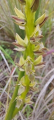 Prasophyllum elatum