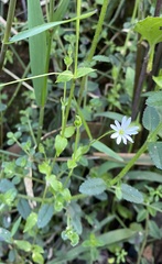 Stellaria flaccida