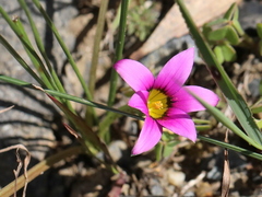 Romulea rosea