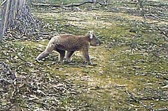 Phascolarctos cinereus victor