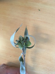 Rabdophaga rosaria
