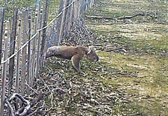 Phascolarctos cinereus victor