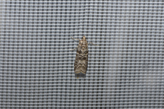Dioryctria simplicella