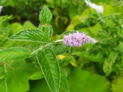 Mentha longifolia