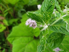 Mentha longifolia