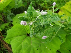 Mentha longifolia