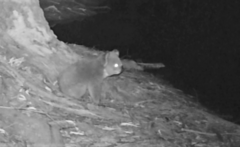 Phascolarctos cinereus victor