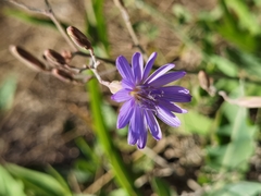 Lactuca tatarica