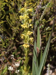 Satyrium bicorne