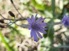 Lactuca tatarica