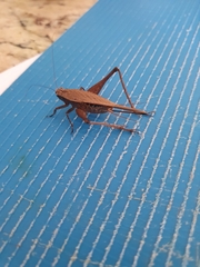 Eneoptera surinamensis