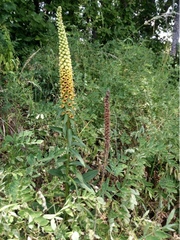 Digitalis ferruginea