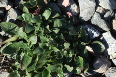 Dracocephalum thymiflorum