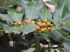 Ilex aquifolium