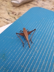 Eneoptera surinamensis