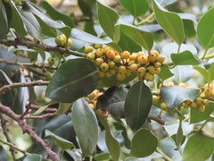 Ilex aquifolium