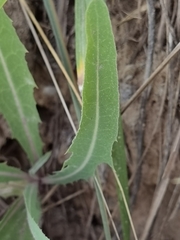 Lactuca tatarica