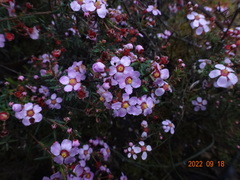 Euryomyrtus ramosissima ramosissima