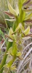 Prasophyllum elatum