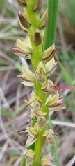 Prasophyllum elatum