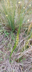 Prasophyllum elatum