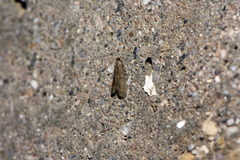 Eccopisa effractella