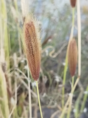 Chloris virgata