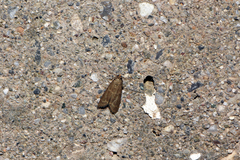 Eccopisa effractella