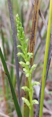 Microtis arenaria