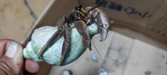 Coenobita brevimanus