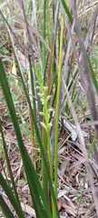 Microtis arenaria