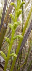 Microtis arenaria