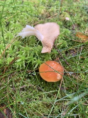 Cortinarius rubellus
