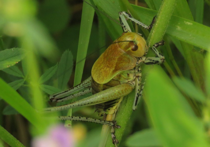 Psorodonotus