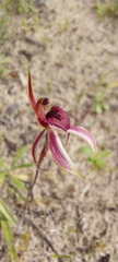Caladenia strigosa