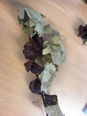 Andricus dentimitratus